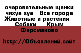 очаровательные щенки чихуа-хуа - Все города Животные и растения » Собаки   . Крым,Ферсманово